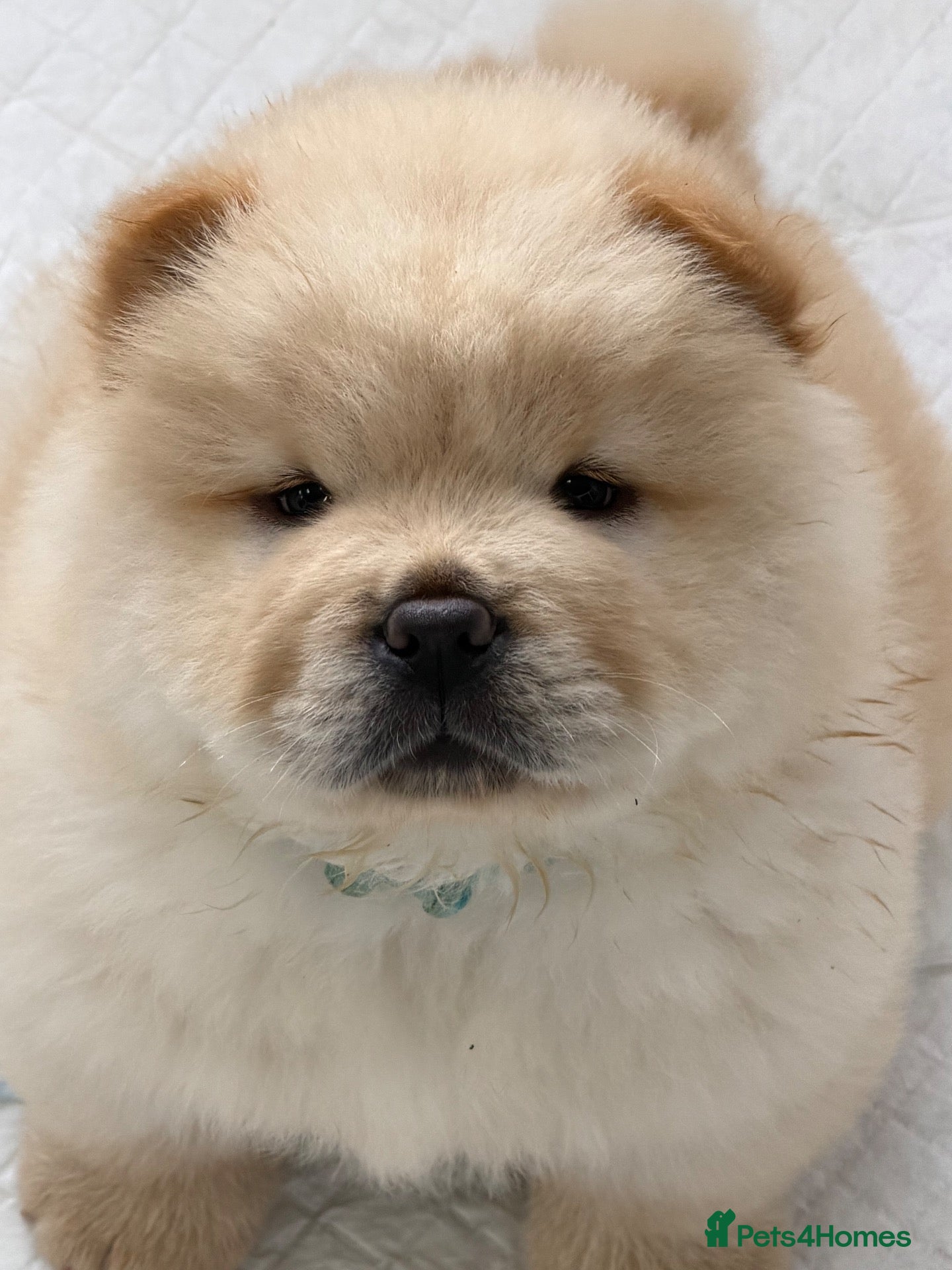 Chow Chow dogs Cream chow chow puppies - Advert 1