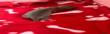 Miniature Dachshund Puppy 4