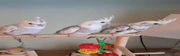 Cockatiels birds for sale: Hand reared baby cocktails lovely birds  - Advert 4