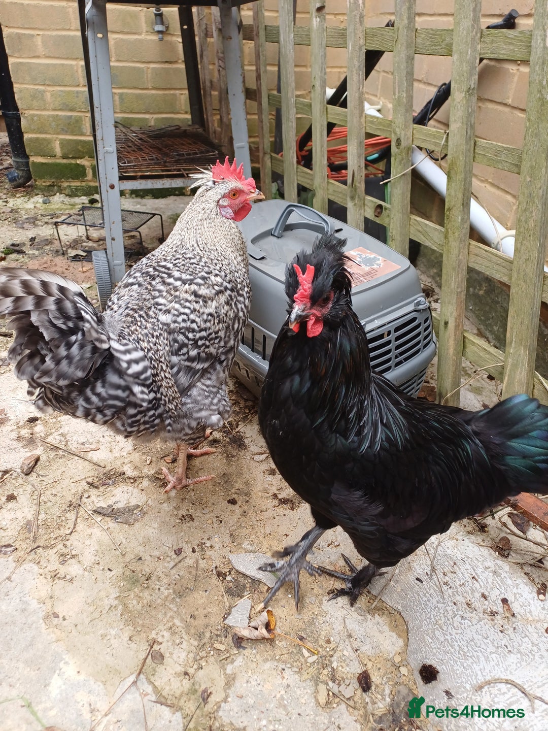 Chickens poultry for sale: 2 young roosters to go to loving home - Advert 3