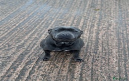 Staffordshire Bull Terrier dogs for sale: Quality black stafford males in Carlisle - Image 15