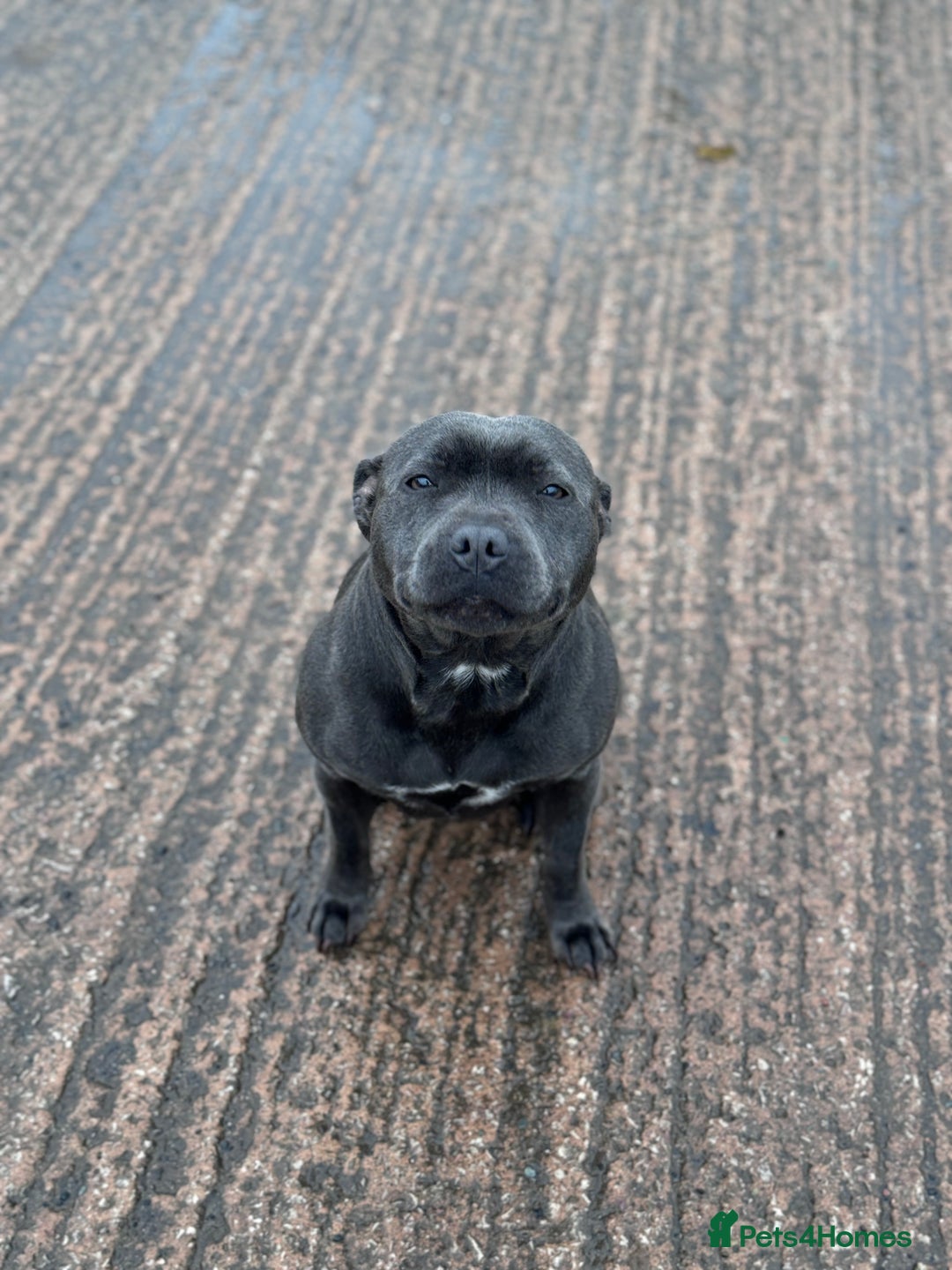 Staffordshire Bull Terrier dogs for sale: Quality black stafford males in Carlisle - Image 15