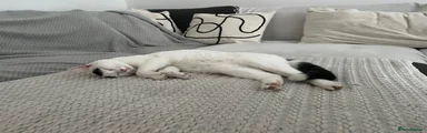 Brazilian Shorthair 1