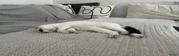 British Shorthair cats for sale: Nicco in Reading - Advert 2