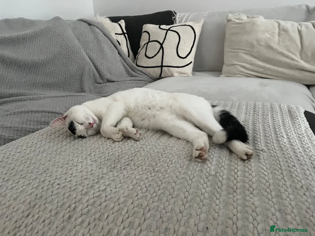 British Shorthair cats for sale: Nicco in Reading - Advert 2