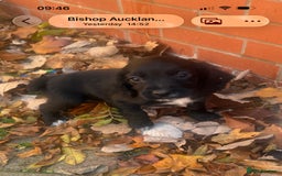 Cocker Spaniel dogs for sale: Cocker Spaniel puppies  - Image 9