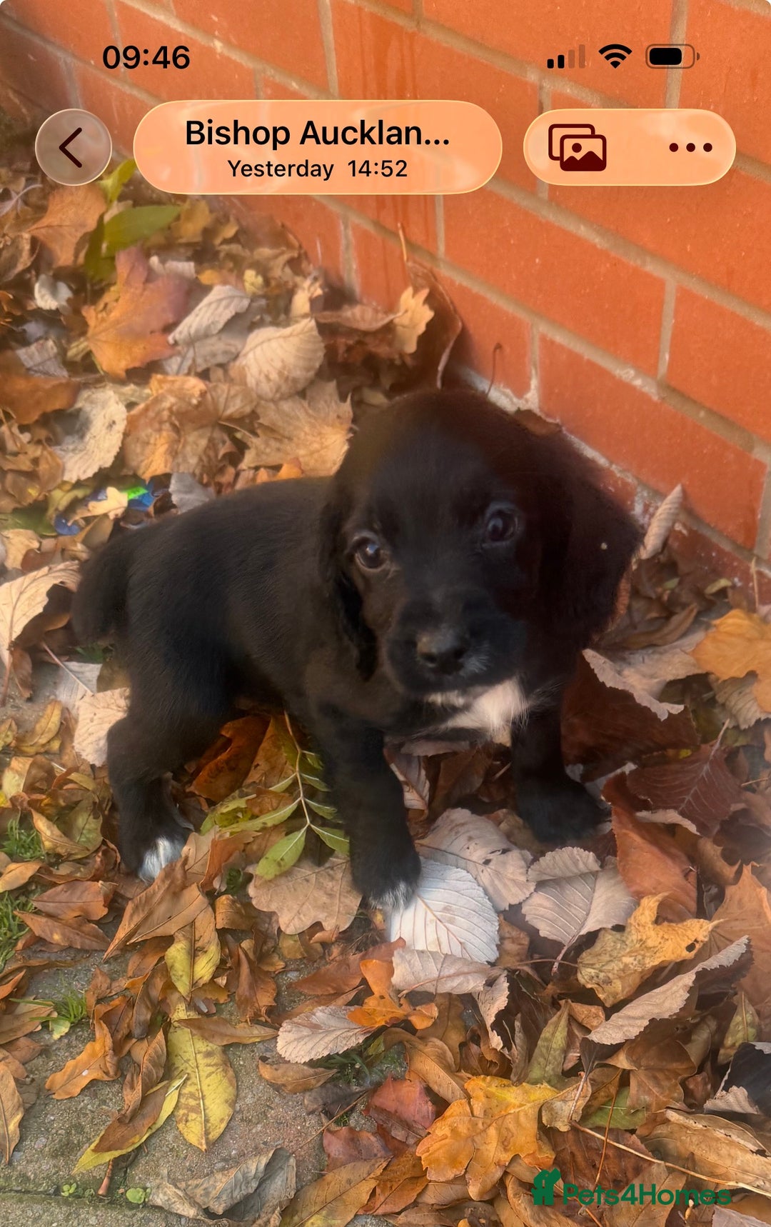 Cocker Spaniel dogs for sale: Cocker Spaniel puppies  - Image 9
