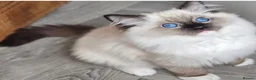 Ragdoll cats for sale: Tica registered ragdoll stud for sale - Advert 12