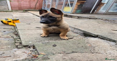Belgian Shepherd Dog dogs - Advert 4