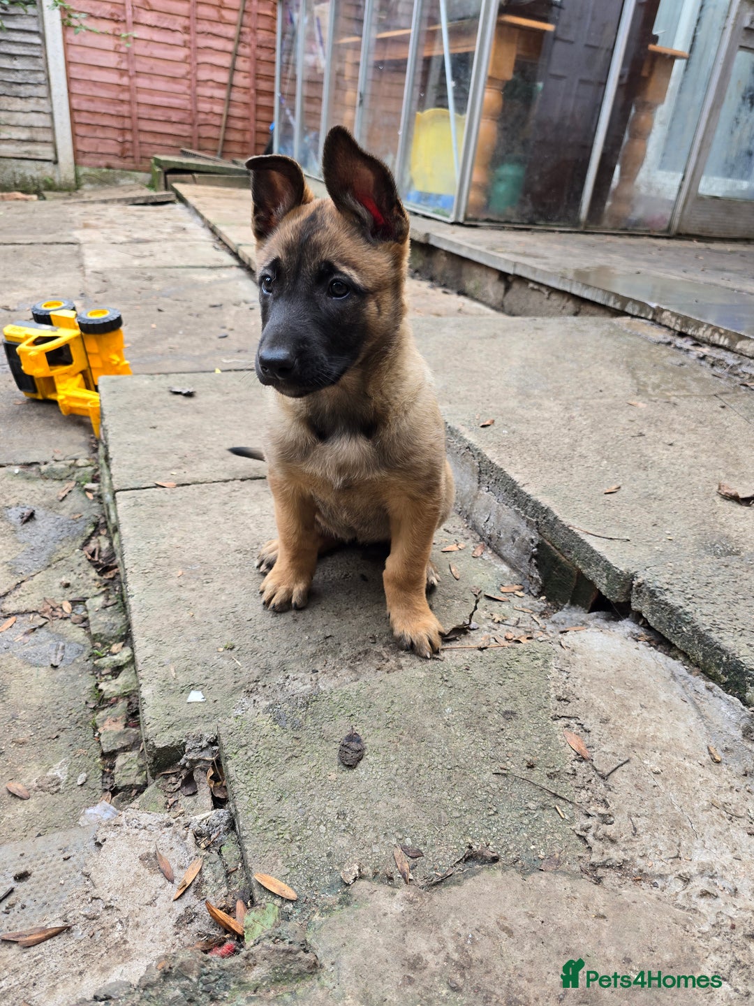 Belgian Shepherd Dog dogs for sale: Belgian Shepherd malinois - Advert 3