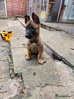 Belgian Shepherd Dog dogs - Advert 15