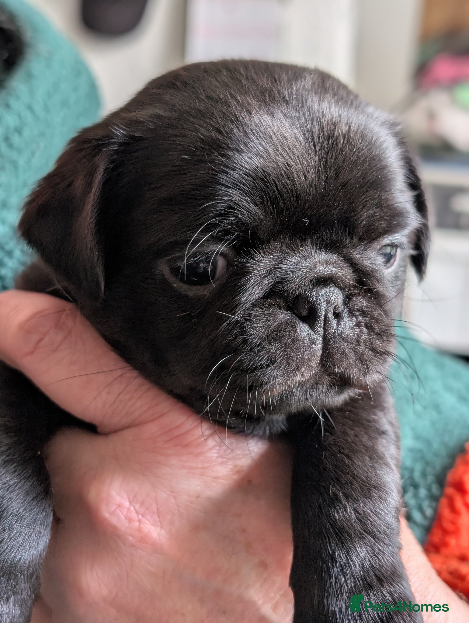 Pug dogs Beautiful pug puppies (3 left ) ready 18/04 - Advert 2