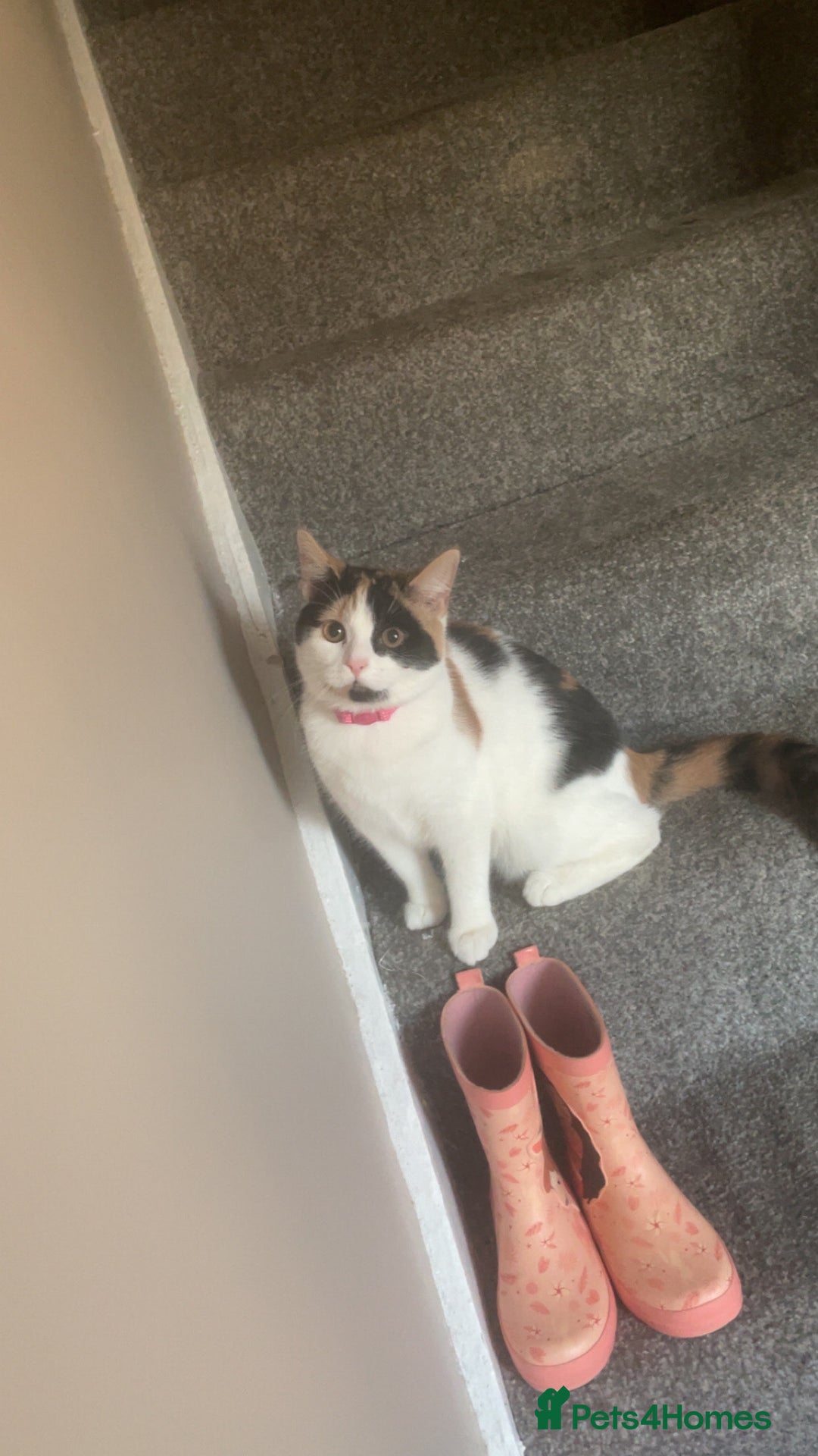 Mixed Breed cats for sale: Calico kitten - Advert 1