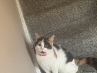 Mixed Breed cats Calico kitten - Advert 1