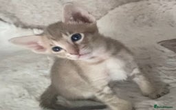 Oriental cats for sale: Oriental kittens  - Image 6