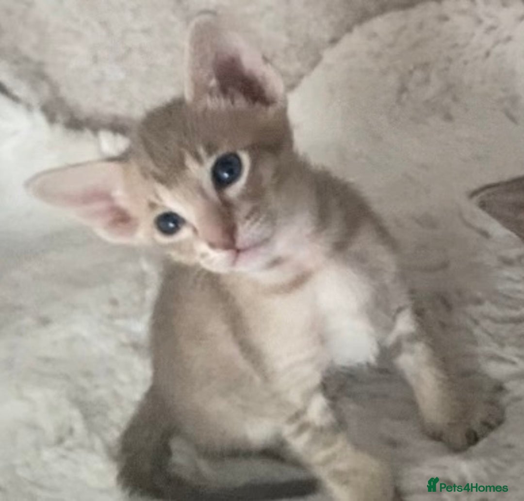 Oriental cats for sale: Oriental kittens  - Image 6