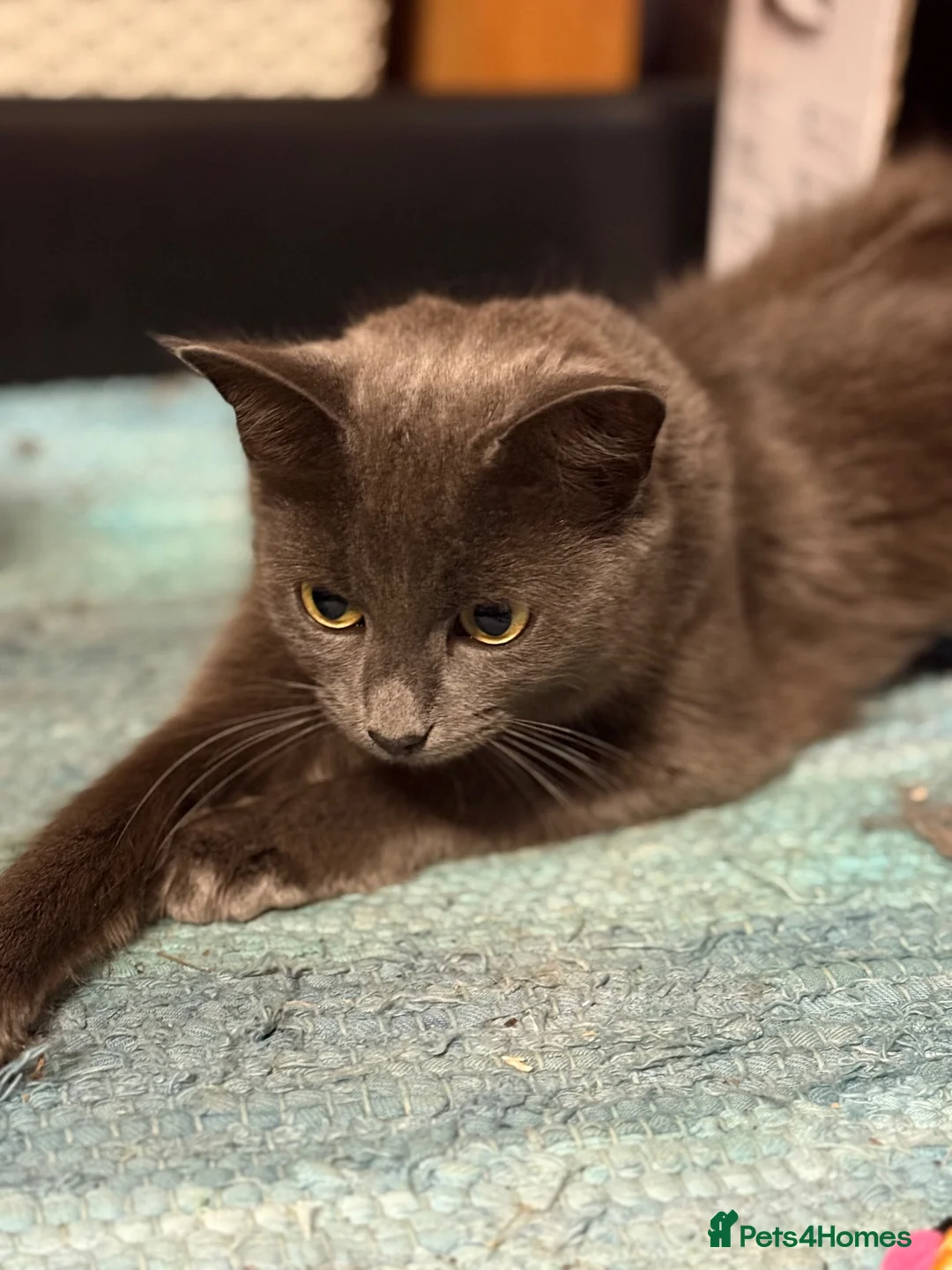 Mixed Breed cats for sale: Male kitten, suspected Maine coon cross - Advert 6