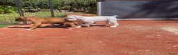 Boxer dogs for sale: Bobtail boxer puppies - Advert 8