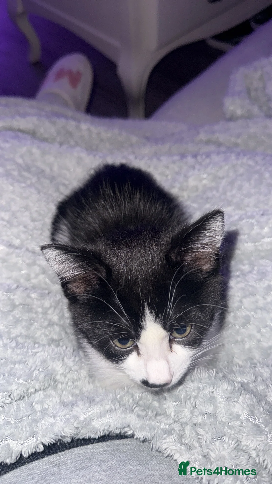 Mixed Breed cats for sale: My Milo - Advert 4