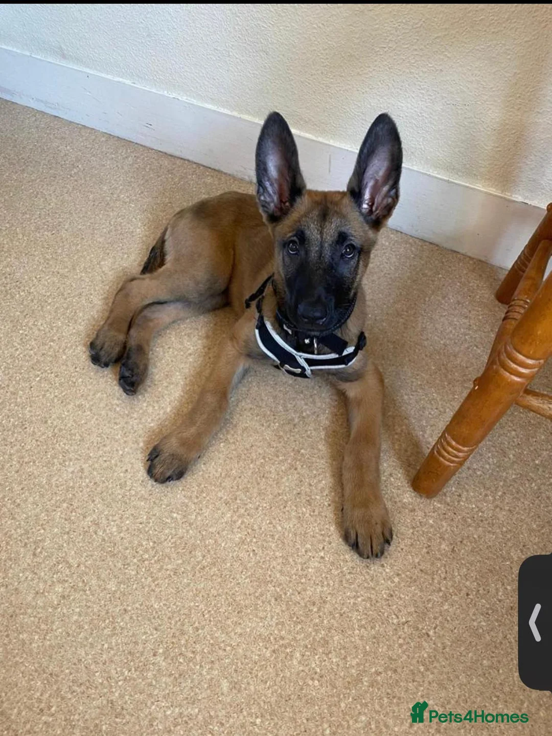 Belgian Shepherd Dog dogs for stud: Belgian Malinois Stud | KC & KNPV Lines  - Advert 5