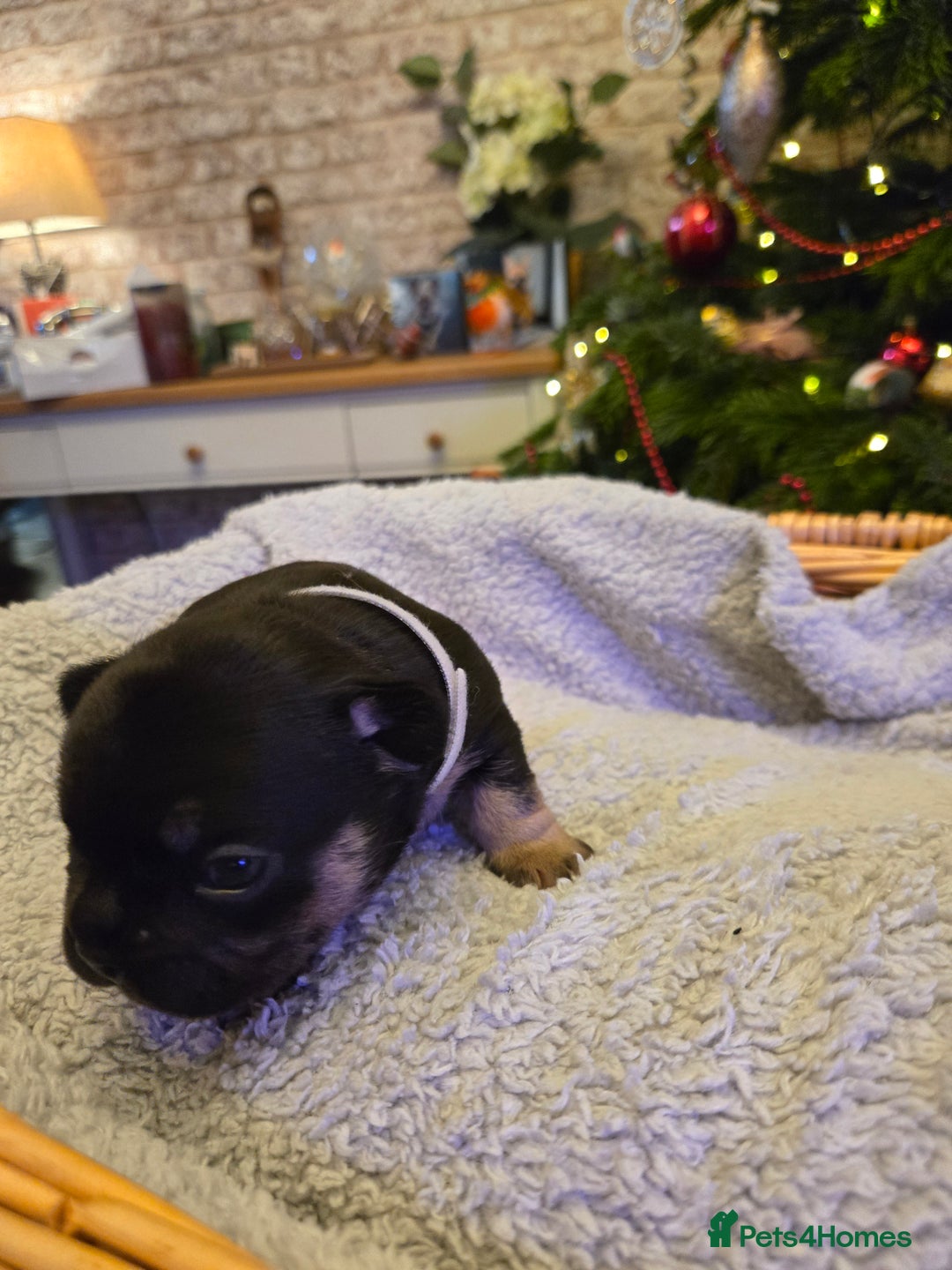 French Bulldog dogs for sale: French bulldog puppies.  - Advert 14