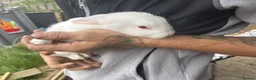 Rex rabbits for sale: Beautiful albino Rex  - Advert 8