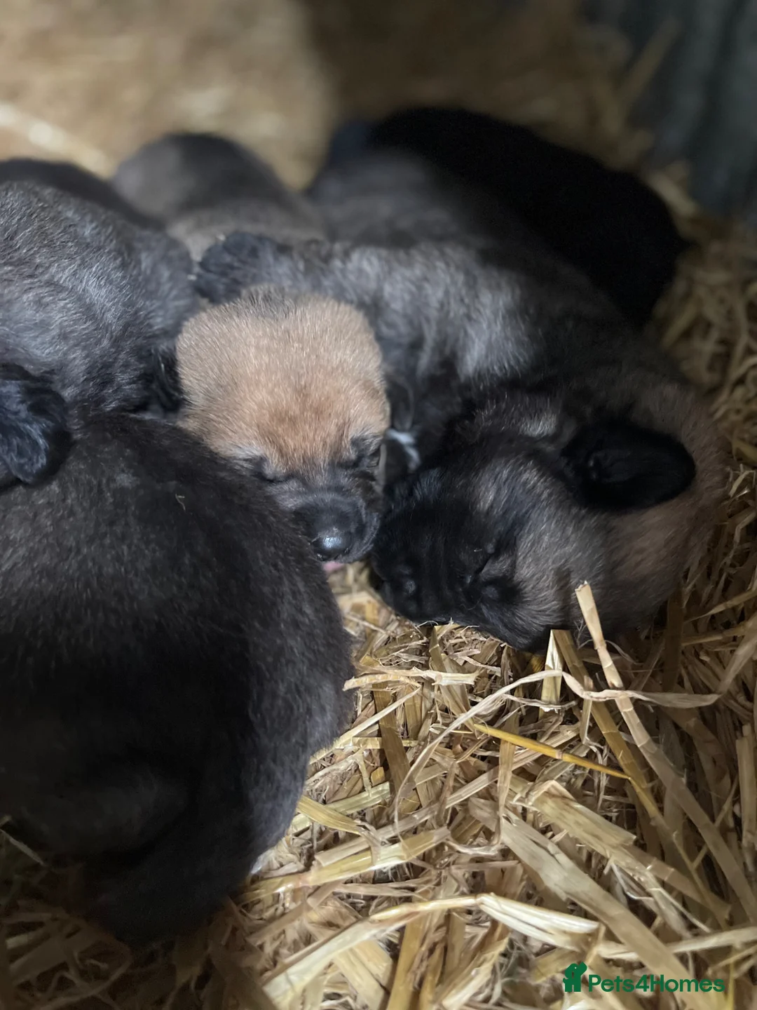 Mixed Breed dogs for sale: Excellent strong guard dog pups available  in Omagh - Advert 2