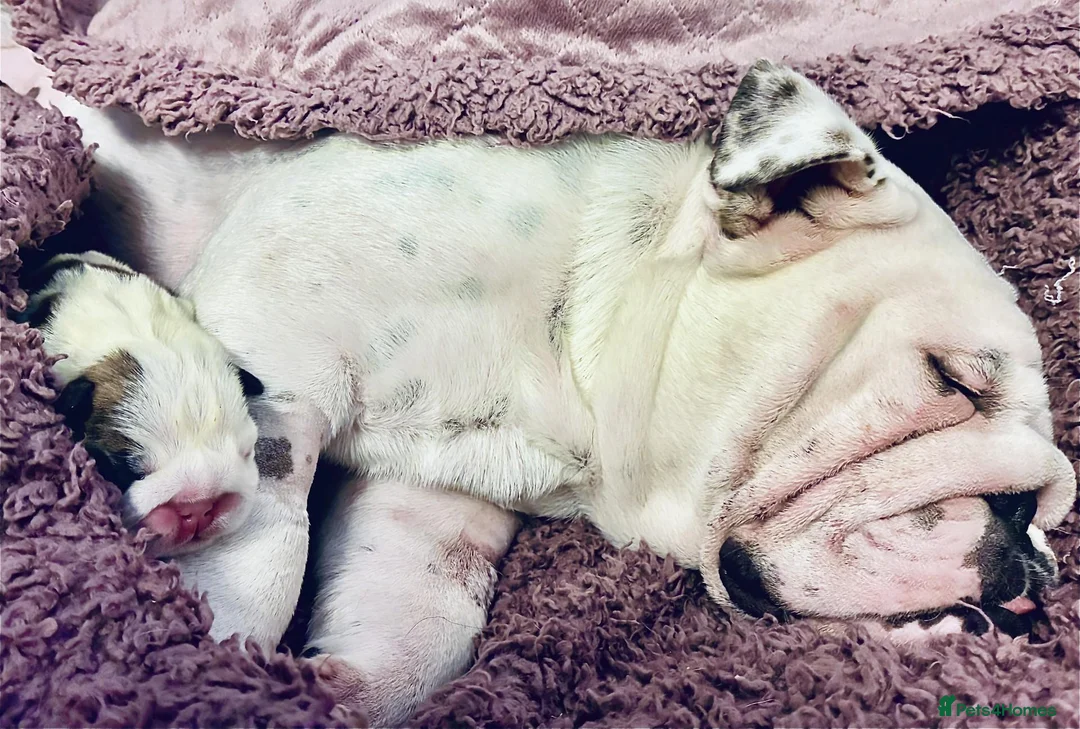 English Bulldog dogs for sale: KC Bulldogs - new litter born! 2 girls available  - Advert 6