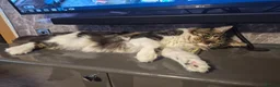 Maine Coon cats for sale: Beautiful white Maine coon kittens  - Advert 10