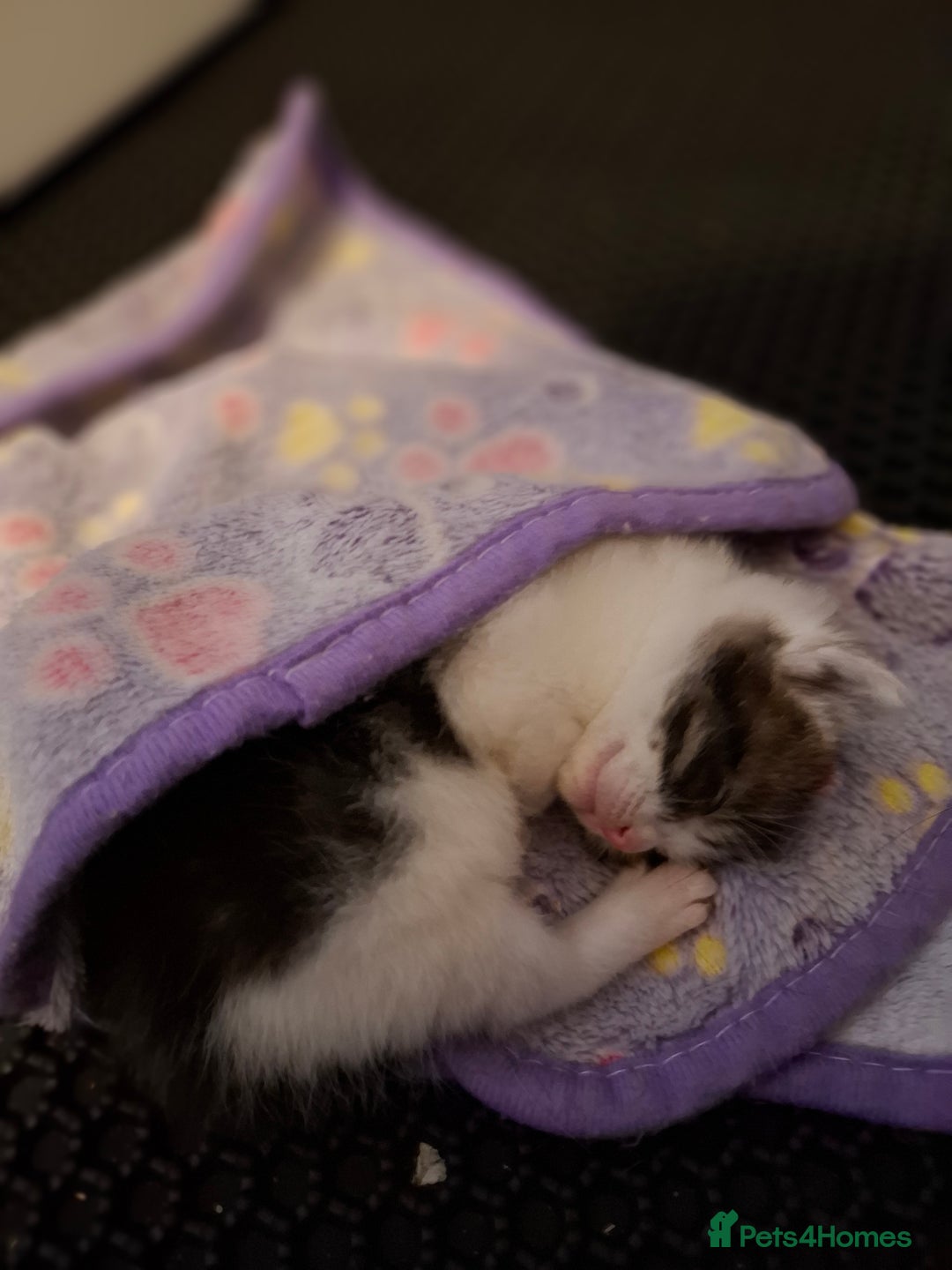 Mixed Breed cats for sale: Single kitten  - Advert 12