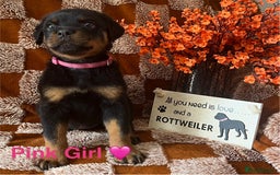 Rottweiler dogs for sale: Stunning kc registered Rottweiler pups.  - Image 7