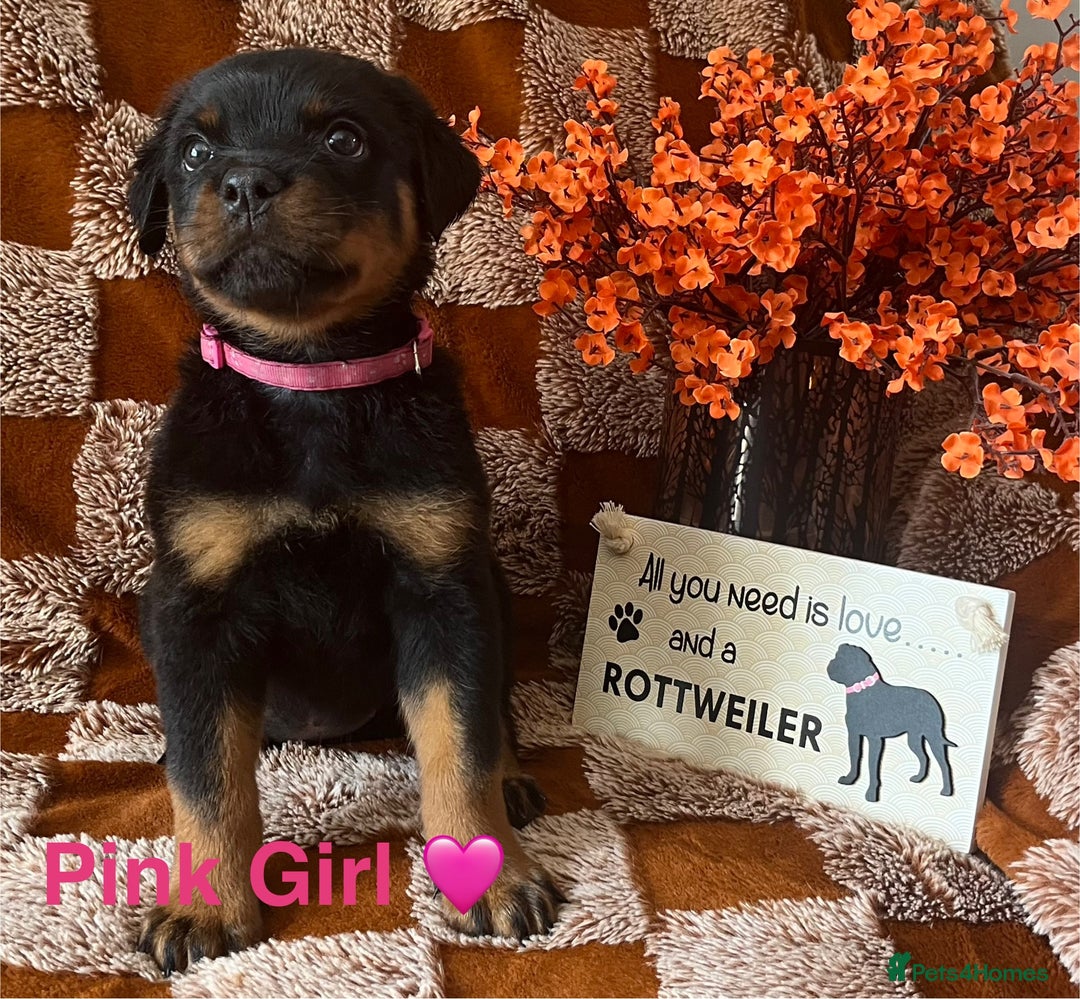 Rottweiler dogs for sale: Stunning kc registered Rottweiler pups.  - Image 7