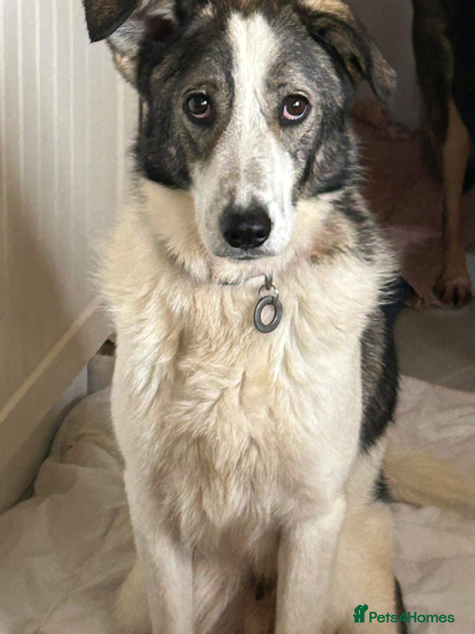 Mixed Breed dogs Matteo - Norwich Norfolk  - Advert 7