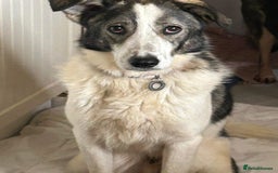 Mixed Breed dogs for adoption: Matteo - Norwich Norfolk  - Image 1