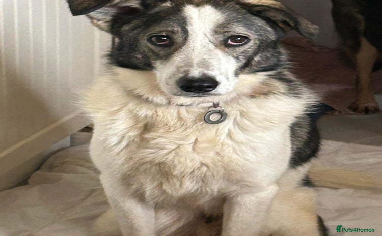 Mixed Breed dogs - Advert 2
