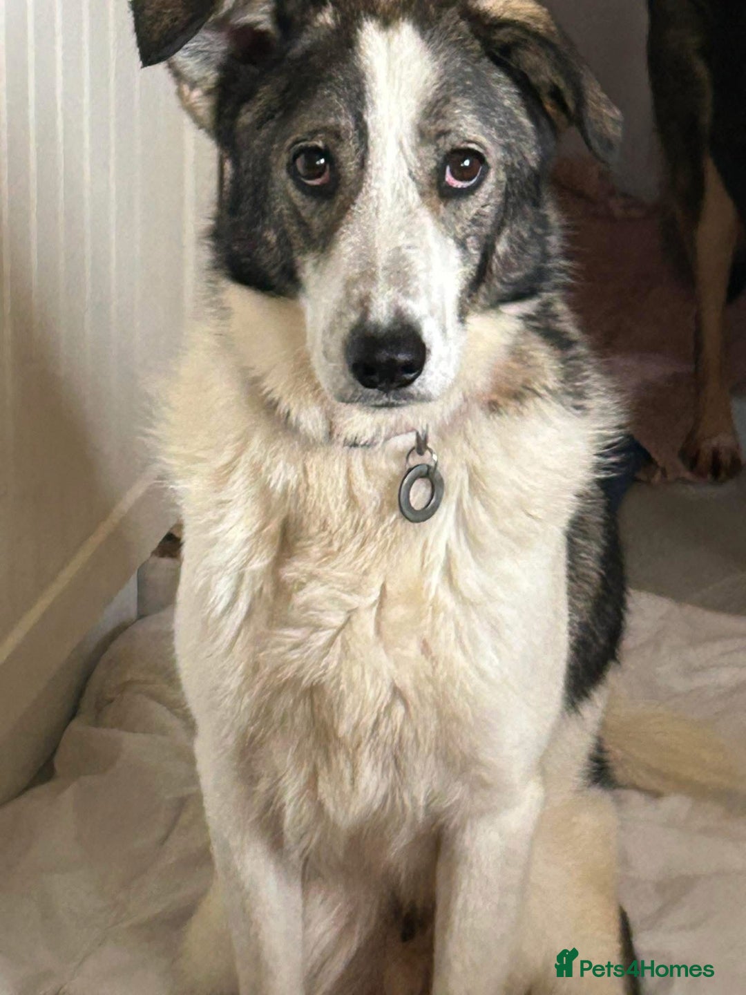 Mixed Breed dogs for adoption: Matteo - Norwich Norfolk  - Image 1
