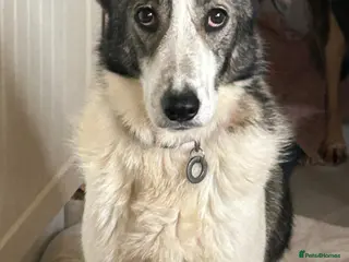 Mixed Breed dogs Matteo - Norwich Norfolk - Advert 7