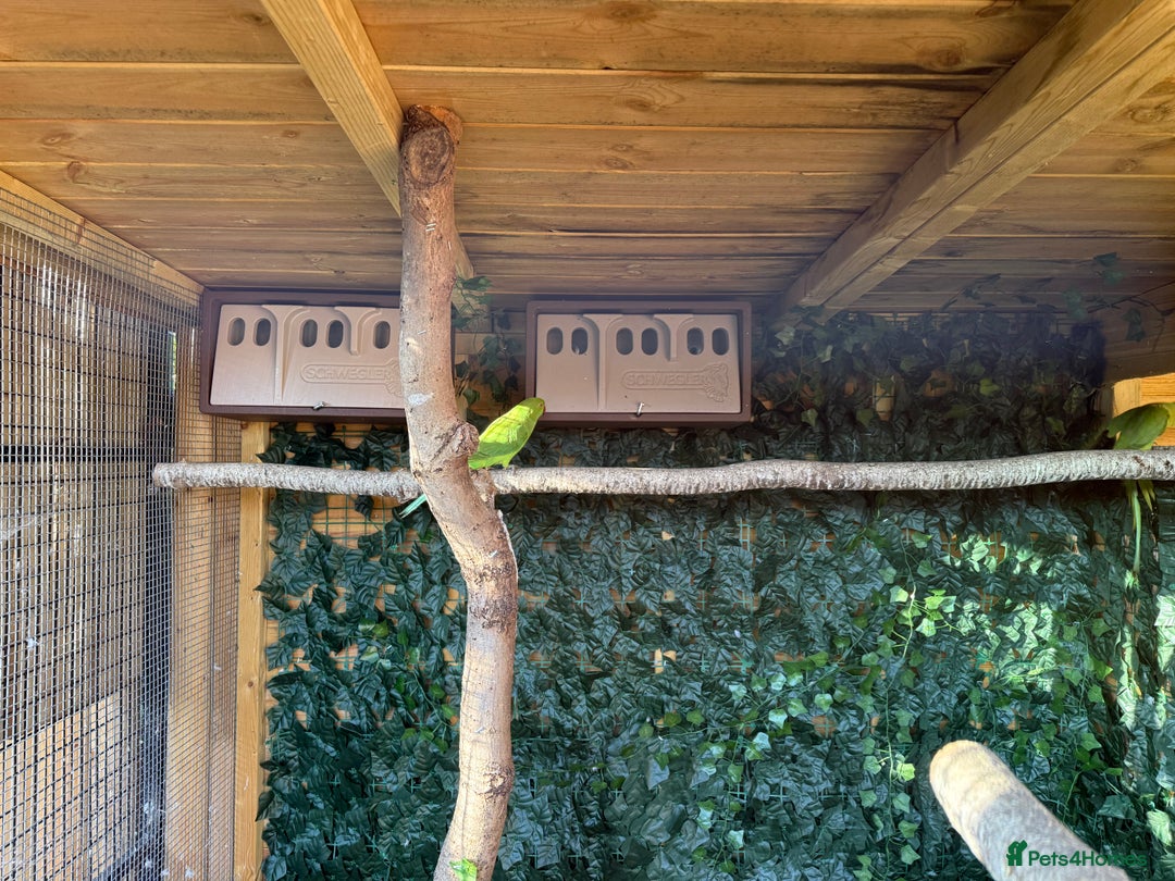 Parakeets birds for sale: Ring-necked parakeets  - Advert 2