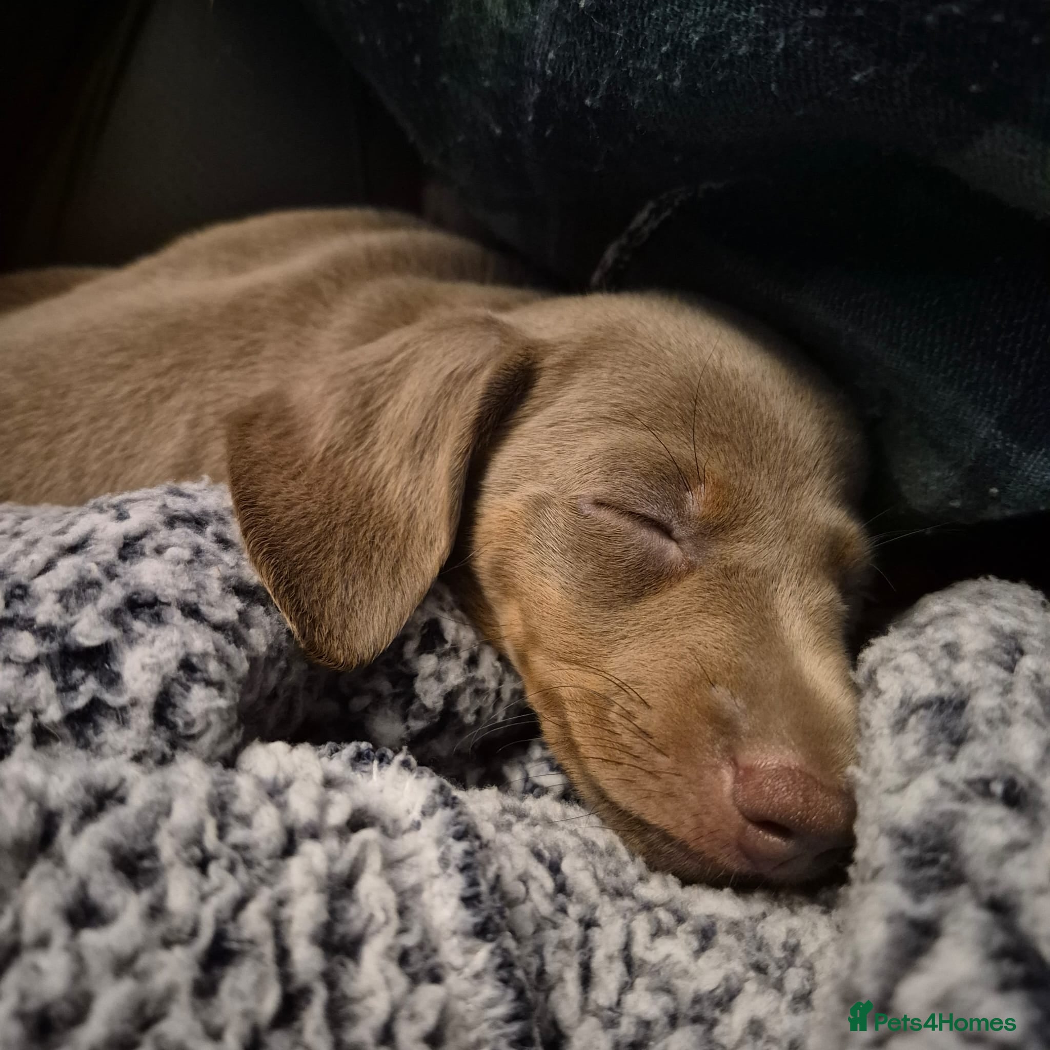 Dachshund dogs Beautiful dachshund puppys - Advert 2