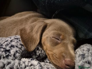 Dachshund dogs Beautiful dachshund puppys - Advert 3