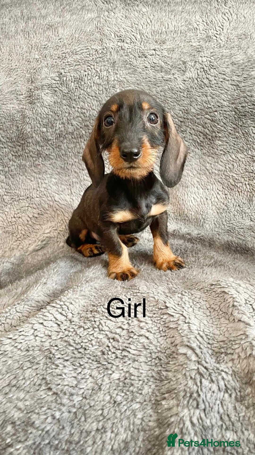 Dachshund dogs for sale: Dachshund Puppies Ready Now Fully Vaccinated  - Image 5