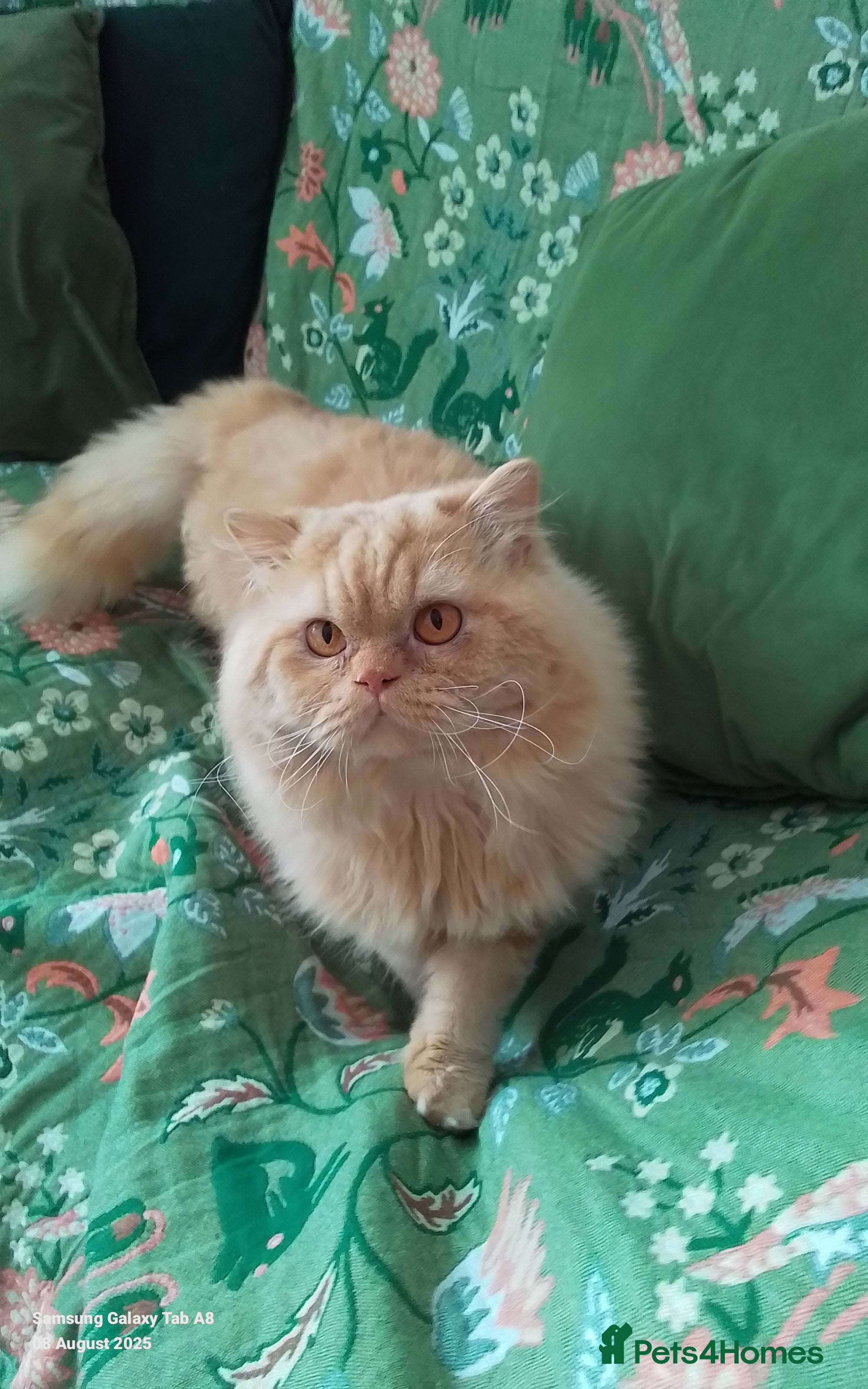 British Longhair cats British Longhair for Stud - Advert 2