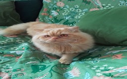 British Longhair cats for stud: British Longhair for Stud - Image 1