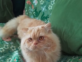 British Longhair cats - Advert 2