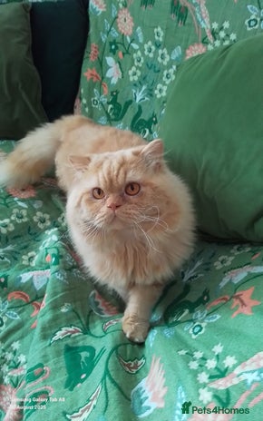 British Longhair cats British Longhair for Stud - Advert 3