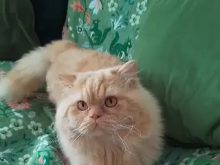 British Longhair cats British Longhair for Stud - Advert 8