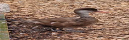 Waterfowl poultry for sale: Pair of Pochards.  - Advert 5
