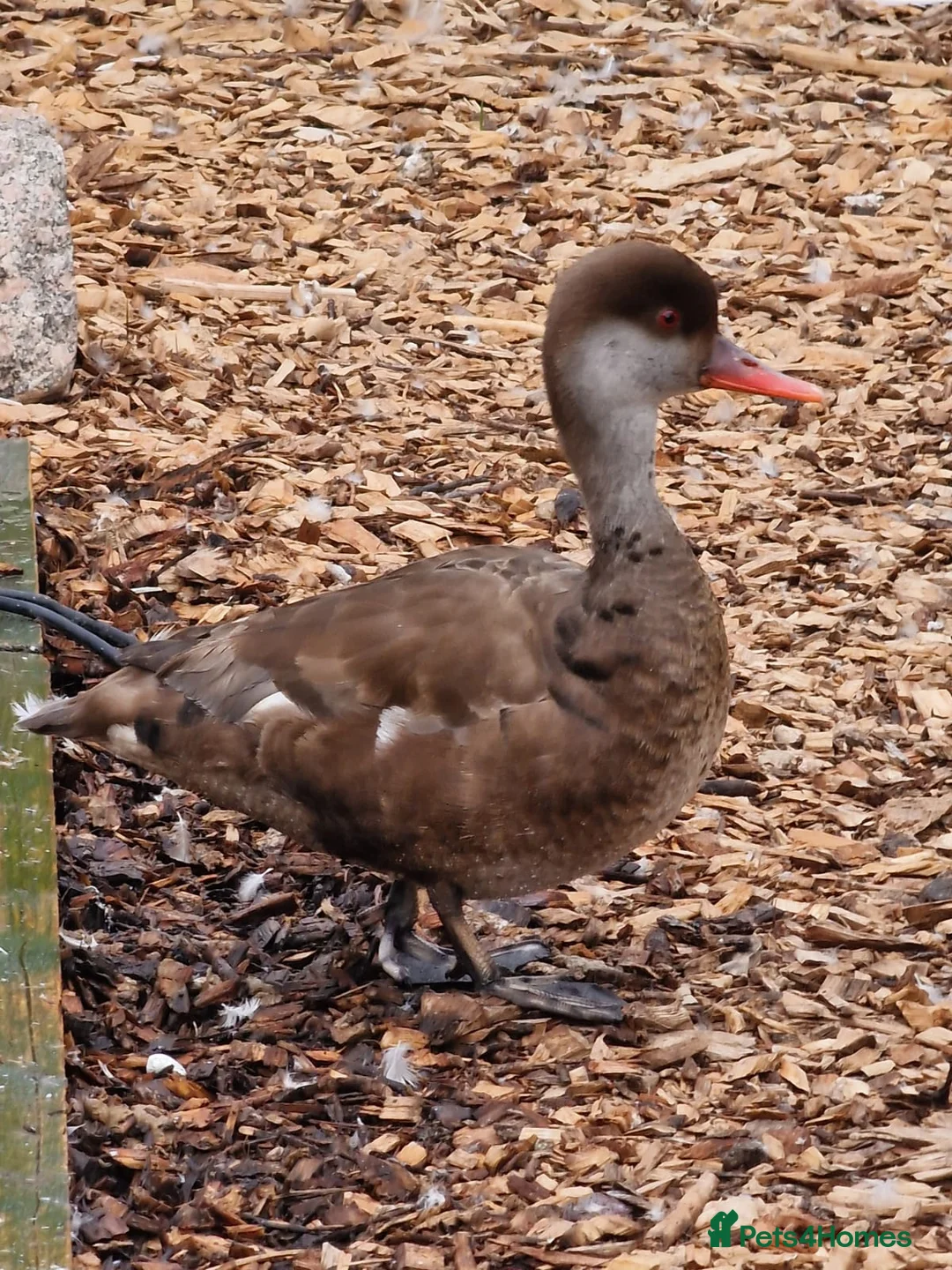 Waterfowl poultry for sale: Pair of Pochards.  - Advert 5