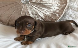 Miniature Dachshund dogs for sale: Kc reg min  Dachshund babies  - Image 23