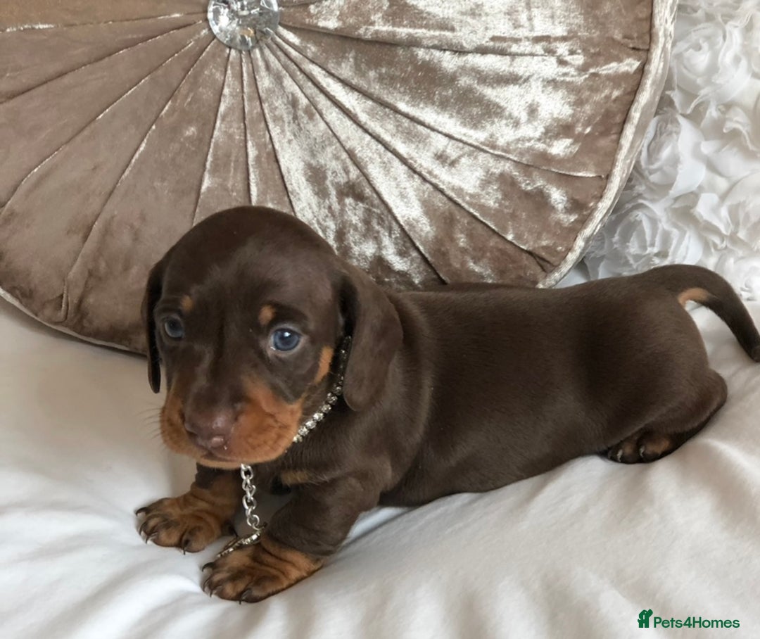 Miniature Dachshund dogs for sale: Kc reg min  Dachshund babies  - Image 23